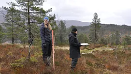 Oversiktsbilde over Gråskorv på Strandebarm